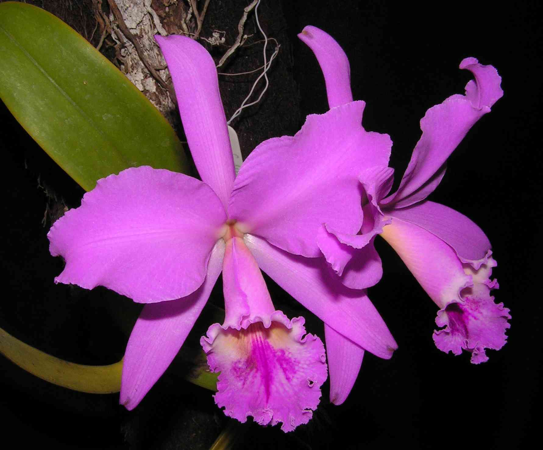 orquidea cattleya labiata