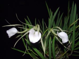 natureza com orquideas